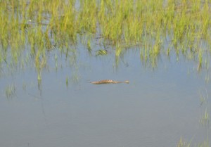 This lil guy just wanted a friend, followed me around the marsh,  beautiful rattler