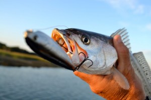 Fly fishing for reds in Georgia and South Carolina