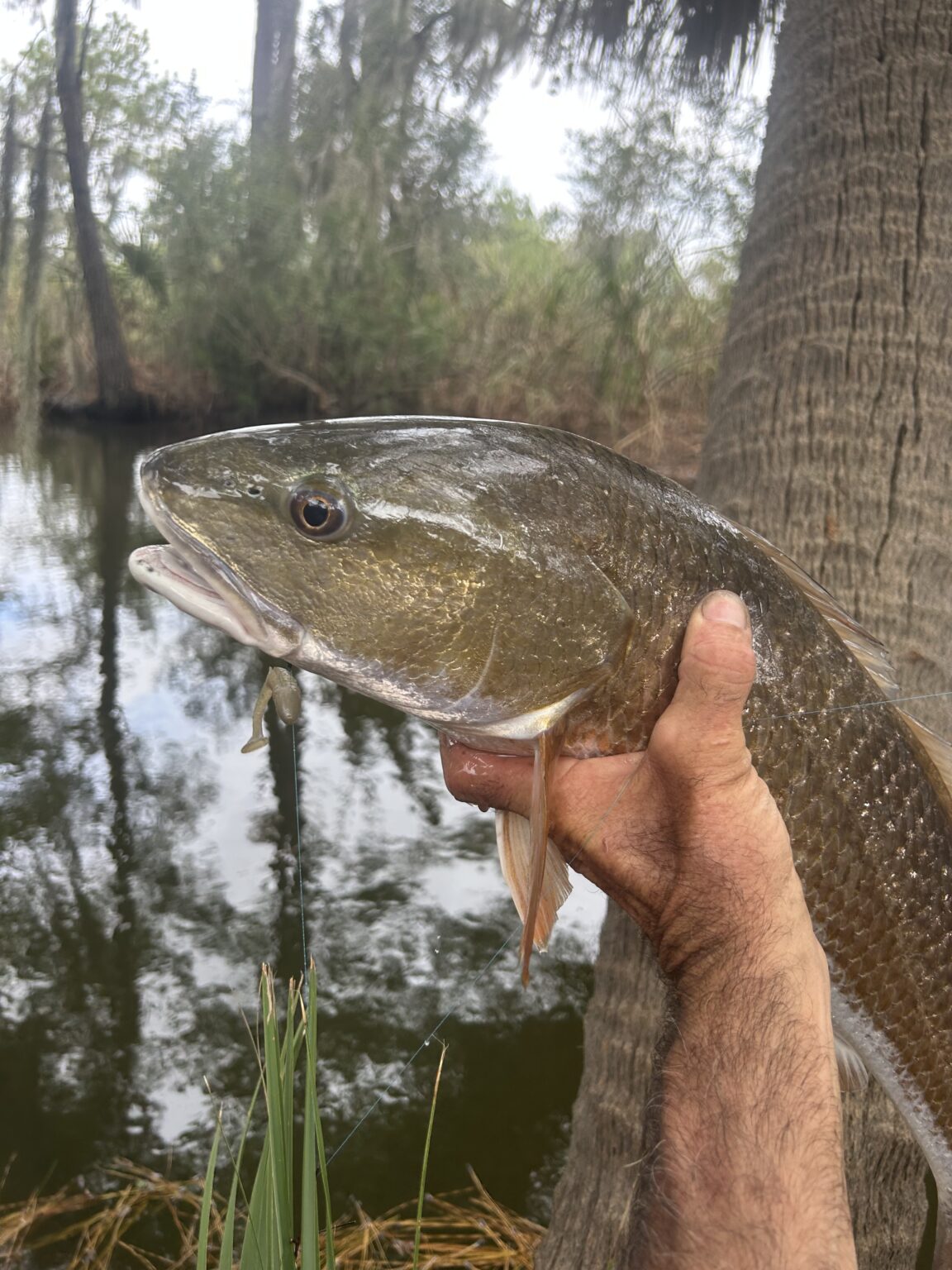 Savannah fly fishing flood tides ← Fly fishing savannah ga. Savannah